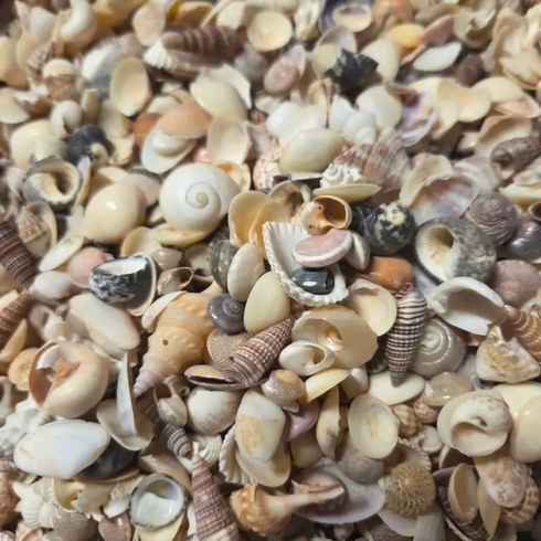 Natural crafting seashell mix in various shapes and sizes