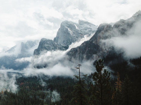 The relationship between forests and climate