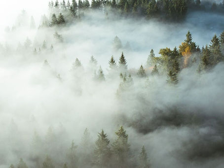 Peer-Reviewed Study Finds FSC Stores More Carbon