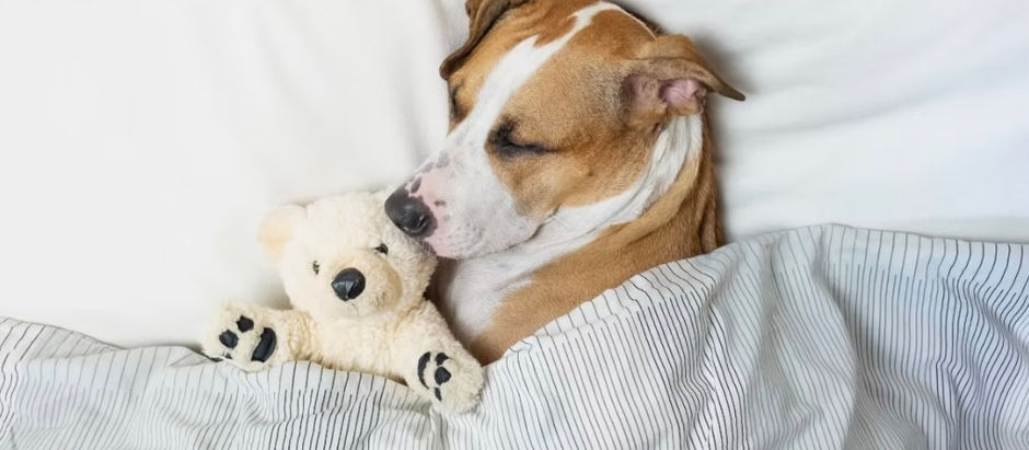 Melatonin and Sleep
