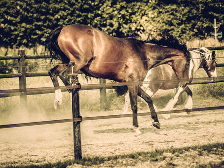 Maar... Wat is dat nu echt? Een Paddock Paradise?