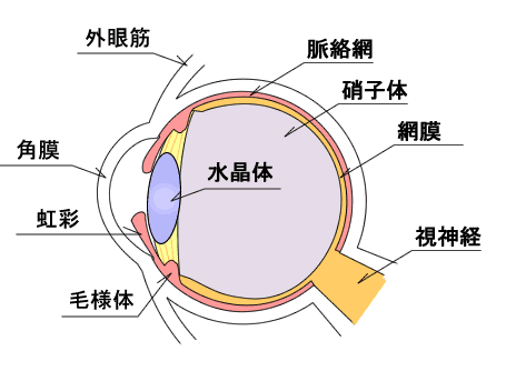 Ss級認定眼鏡士 学科試験 視機能 医学編