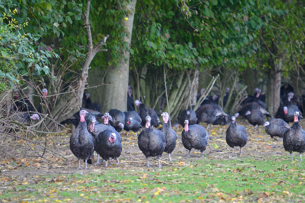 Buy Free Range Turkeys Black Barn Turkeys Meldreth