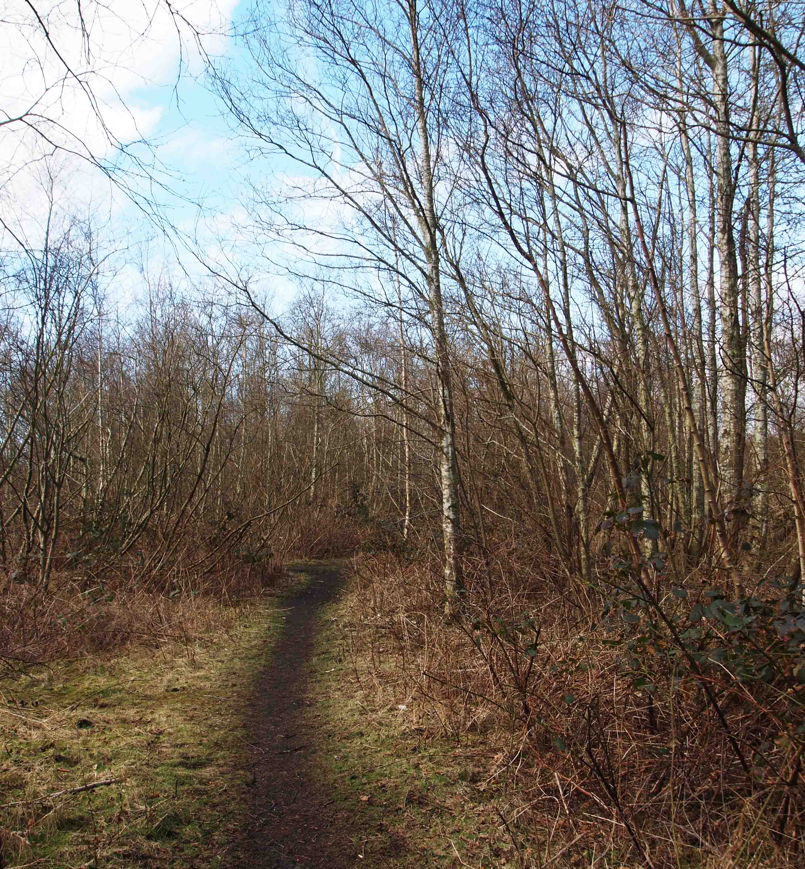 The trees around the Bing