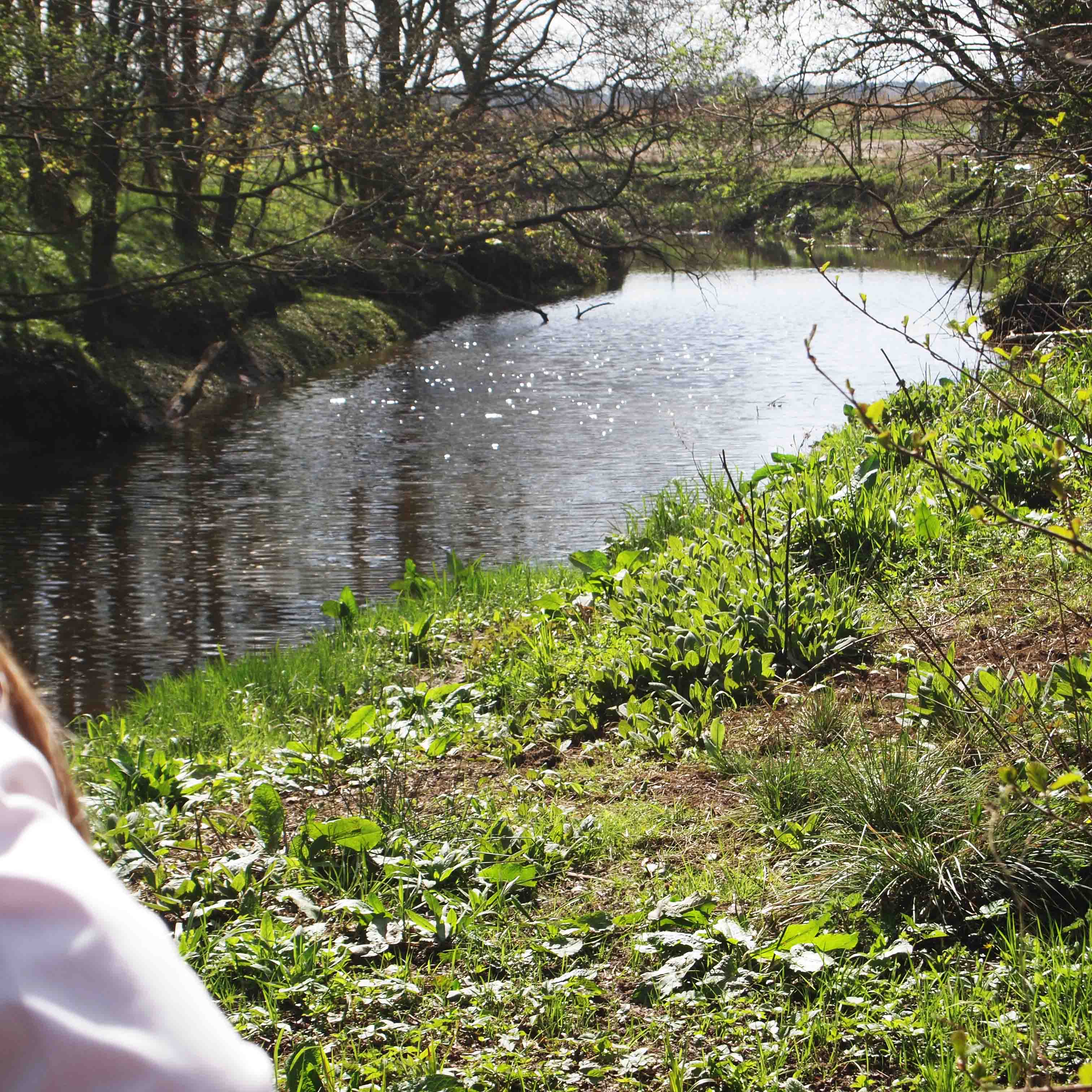 The Wetlands