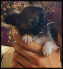 Alt="Chihuahua Puppy"