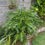 Miniatura: Philodendron xanadu