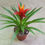 Miniatura: Bromelia