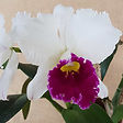 Cattleya 014.jpeg