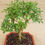 Miniatura: Bonsai Serissa