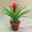 Miniatura: Bromelia