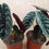 Miniatura: Alocasia