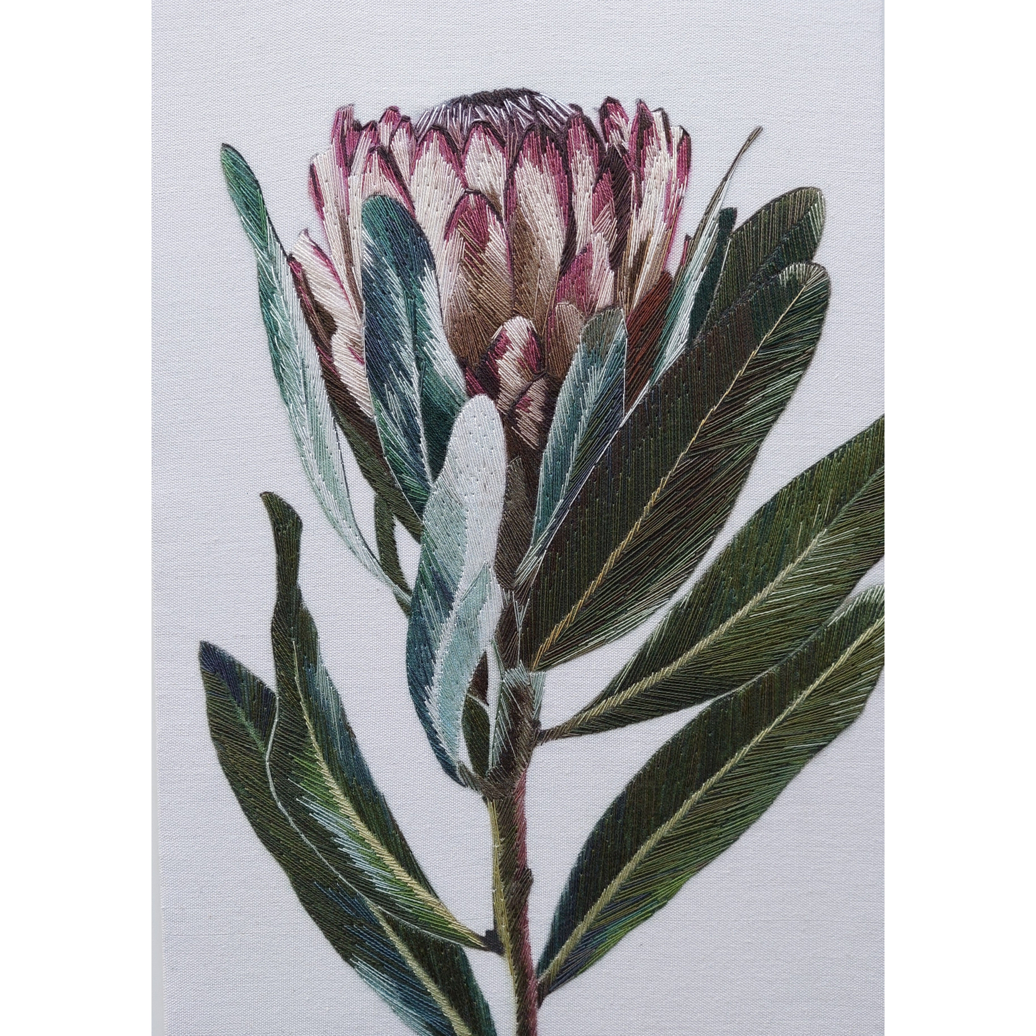 Protea