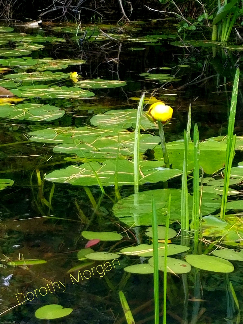 DorothyMorganAstrologer-WaterLilyPath