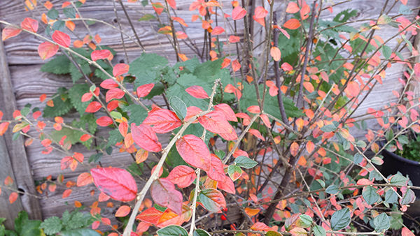 Sarah Rees Garden Blog Pic 324.jpg