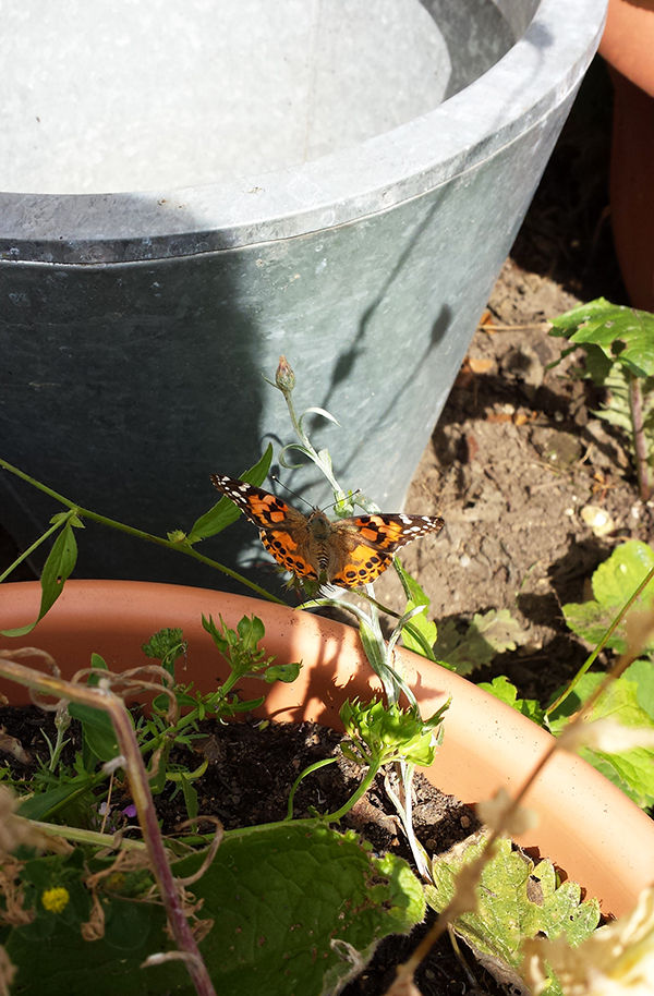 Sarah Rees Garden Blog Pic 179 butterfly.jpg