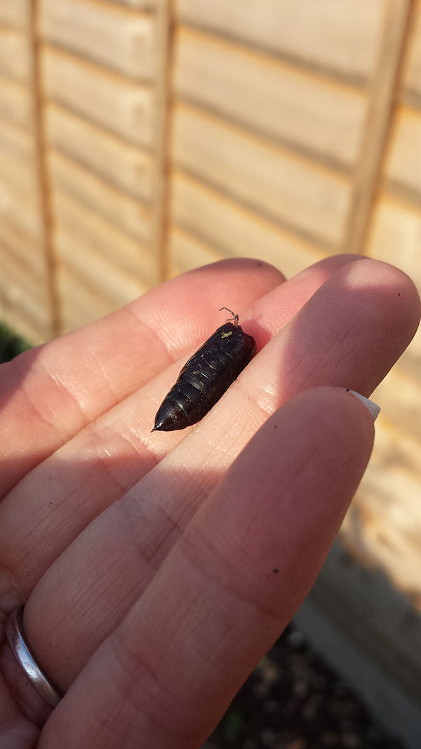 Sarah Rees Garden Blog Pic 259 chrysalis with woodlouse.jpg