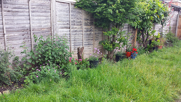 Sarah Rees Garden Blog pic 81 more wild geranium.jpg