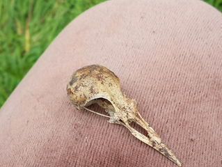 Unidentified Skull