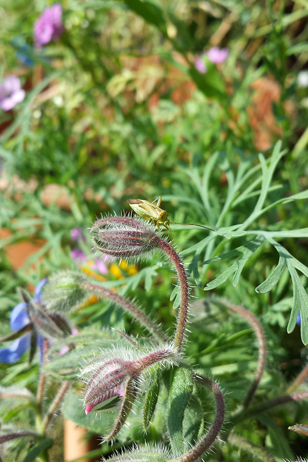 Sarah Rees Garden Blog Pic 239 shield bug.jpg