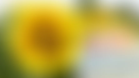 Summer 2017 Giveaways