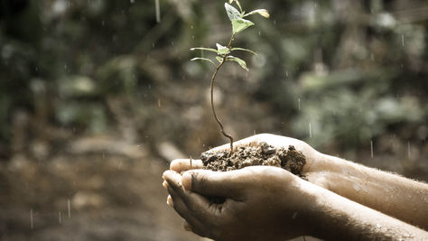 Hands gently cup a small, fragile seedling growing out of damp soil while soft rain falls around them, symbolizing new beginnings and the care required for growth.