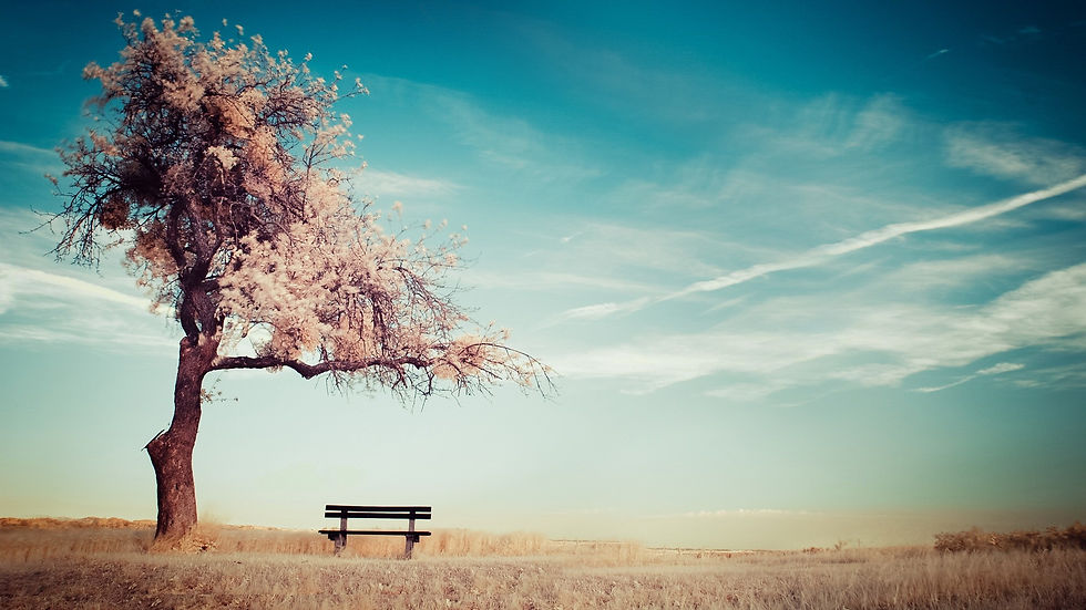 Blossoming tree standing alone beside a simple wooden bench in a quiet open landscape.