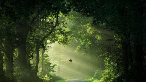 Morning sunlight cutting through dense green trees over a quiet forest road, with a lone bird flying through the light beams as the day begins.