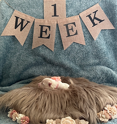 Portia 1 week.heic