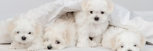 4 cute Maltese Puppies