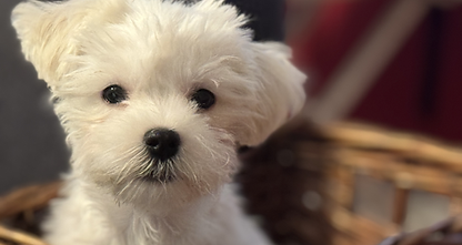 Maltese puppy