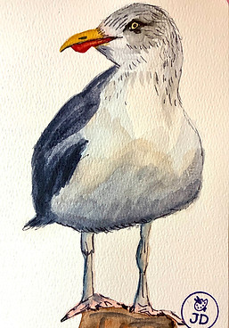 seagull _edited.jpg
