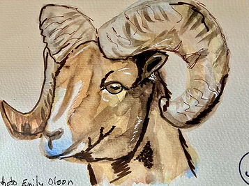 bighorn sheep.jpg