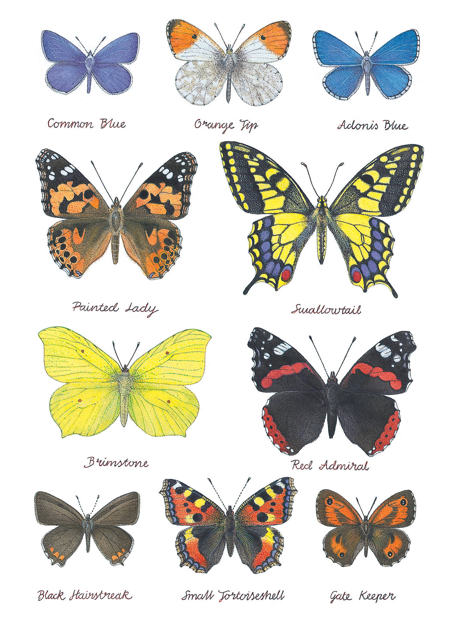 Butterfly Species
