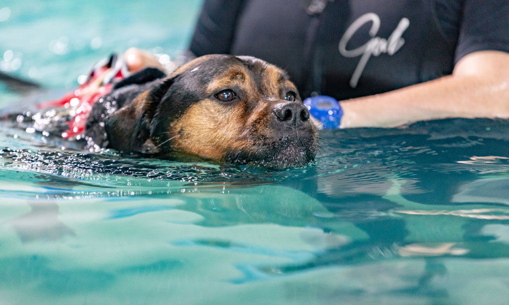 Taking a dip An introduction to canine hydrotherapy.