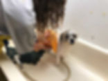 Dog Styles Grooming