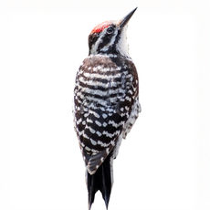 Woodpeckers