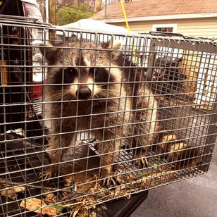 Penn Yan Raccoon Removal