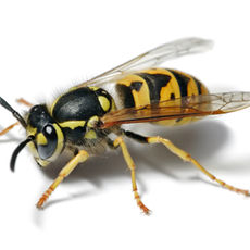 Wasps