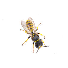 Yellow Jacket pest control