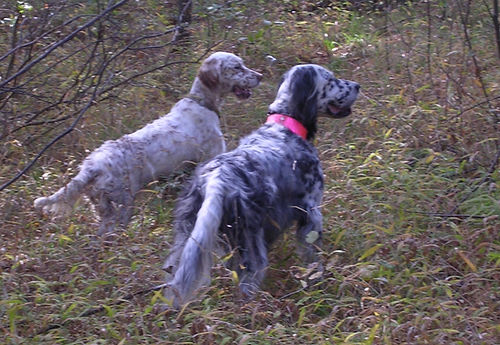 Sugar Creek English Setters