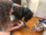 Dog Styles Grooming