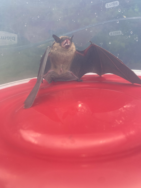 Bat removal in Penn Yan, ny