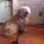 Dog Styles in Addison County, NY