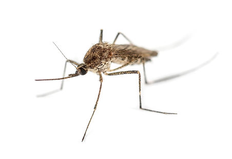 tiger-mosquito-isolated-on-white-2024-09-26-22-35-37-utc.jpg