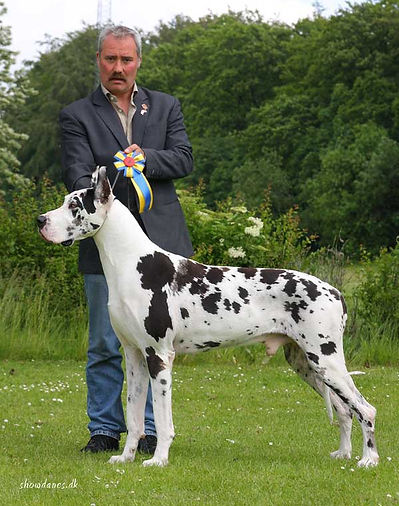 binzer5.jpg