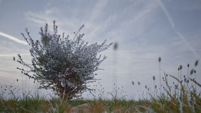 Creating Realistic trees with Twinmotion