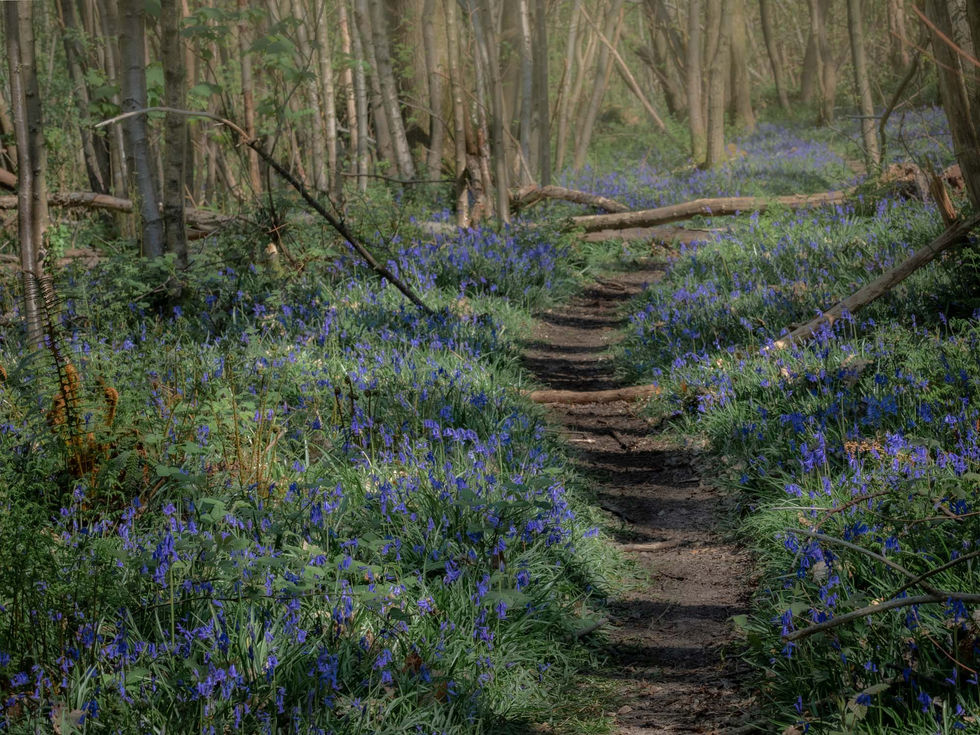 Bluebell Woods at Eridge rocks near Tunbridge Wells