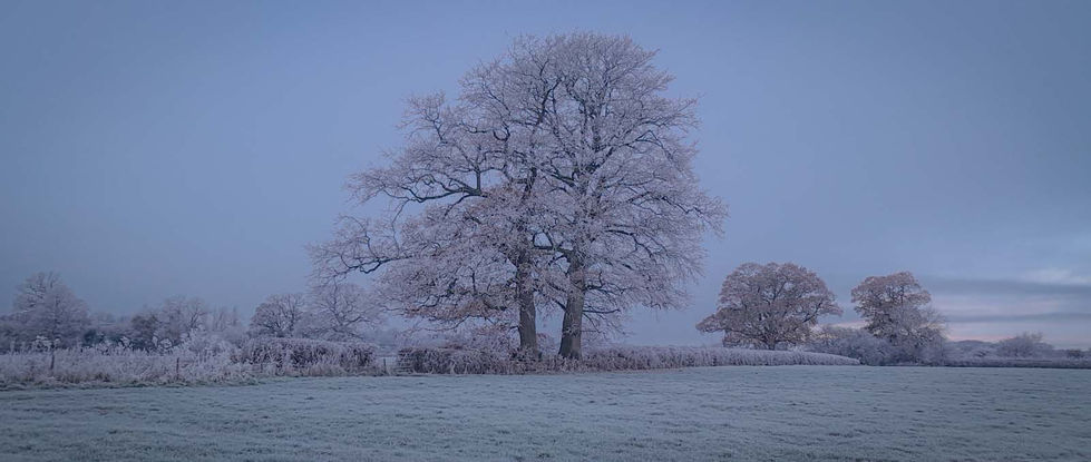 Hoare frost December 2022 Manston, Dorset 