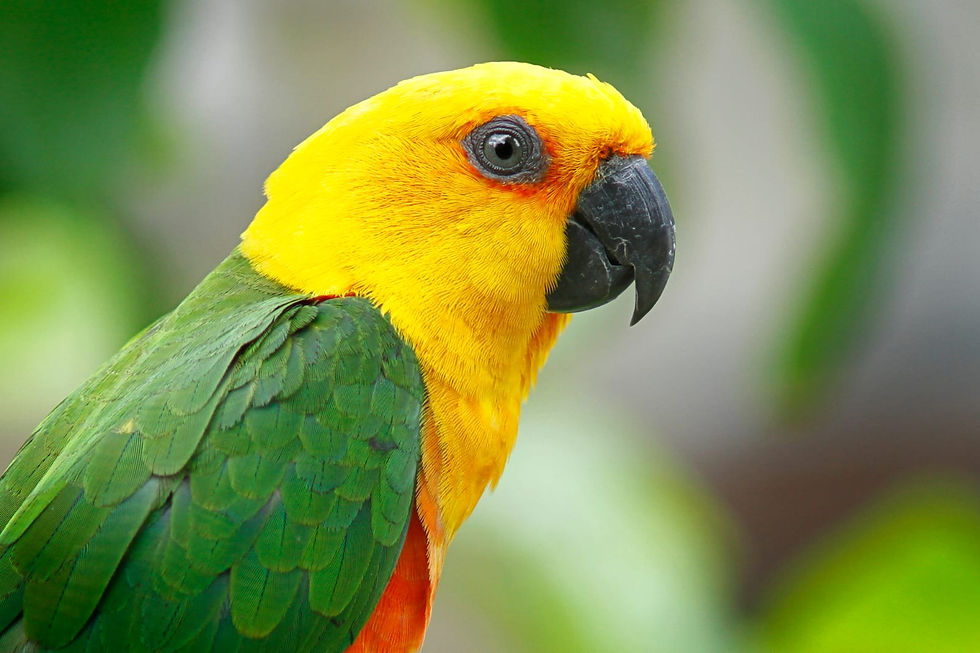 Apesar da importância histórica e cultural para o Ceará, a Aratinga jandaya parece na lista de espécies ameaçadas de extinção no território estadual (Reprodução/Fábio Nunes)